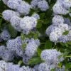 Céanothe Edinburgh -MAO PLANTES Magasin Ceanothus Edinburgh 87737 1