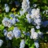 Ceanothus Arboreus Concha - Lilas De Californie -MAO PLANTES Magasin Ceanothus arboreus Concha 82192 1