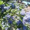 Céanothe Arboreus Trewithen Blue -MAO PLANTES Magasin Ceanothus arboreus trewithen blue ld Walllygrom 9508 1