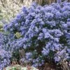 Céanothe Impressus Puget Blue - Lilas De Californie -MAO PLANTES Magasin Ceanothus impressus Puget blue 87686 1