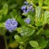 Céanothe Impressus Victoria -MAO PLANTES Magasin Ceanothus impressus Victoria 83985 1