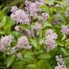 Céanothe Pallidus Marie Rose - Lilas De Californie -MAO PLANTES Magasin Ceanothus pallidus Marie Rose 781572 1