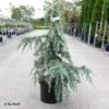 Cèdre De L'Himalaya Feeling Blue - Cedrus Deodara -MAO PLANTES Magasin Cedrus deodara Feeling Blue 87742 1