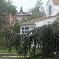 Cèdre De L'Atlas Pleureur - Cedrus Libani Atlantica Pendula