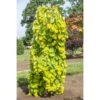 Cercis Canadensis Golden Falls - Gainier Du Canada 1 Cercis Canadensis Golden Falls - Gainier Du Canada -MAO PLANTES Magasin Cercis canadensis Golden Falls Gainier du Canada 16198 1