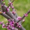 Cercis Canadensis Little Woody - Gainier Du Canada -MAO PLANTES Magasin Cercis canadensis Little Woody 84399 1