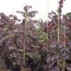Cercis Canadensis Ruby Falls – Arbre De Judée Pleureur, Nain Et Pourpre 1 Cercis Canadensis Ruby Falls – Arbre De Judée Pleureur, Nain Et Pourpre -MAO PLANTES Magasin Cercis canadensis Ruby Falls 82956 1