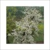 Cercis Canadensis Vanilla Twist - Gainier Du Canada Pleureur Blanc 2 Cercis Canadensis Vanilla Twist - Gainier Du Canada Pleureur Blanc -MAO PLANTES Magasin Cercis canadensis Vanilla Twist 83992 1