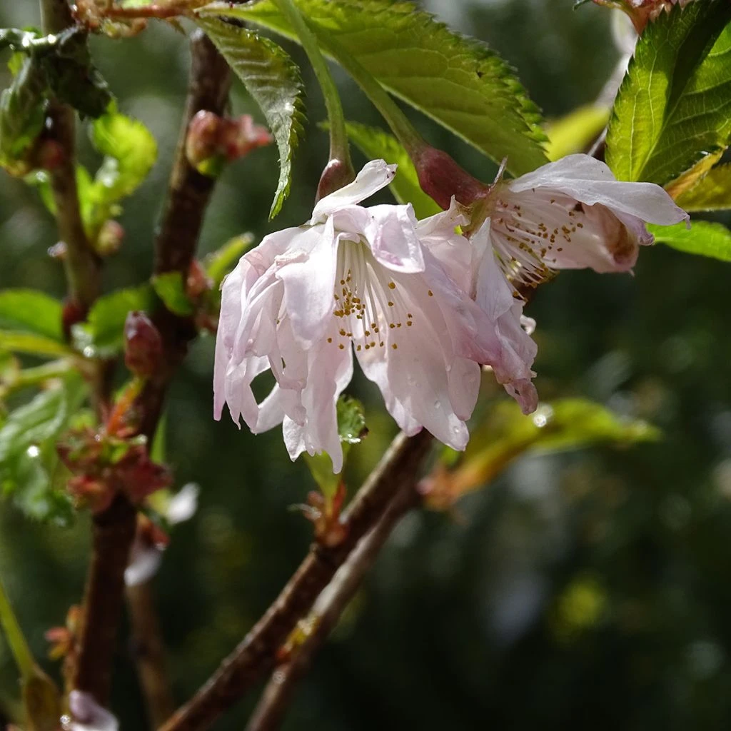 Cerisier à Fleurs Du Japon Nain - Prunus Incisa Oshidori 3 Cerisier à Fleurs Du Japon Nain - Prunus Incisa Oshidori