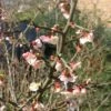 Chaenomeles Cathayensis - Cognassier De Cathay -MAO PLANTES Magasin Chaenomeles cathayensis 86098 1