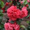 Cognassier Du Japon Pink Storm - Chaenomeles Speciosa -MAO PLANTES Magasin Chaenomeles speciosa Pink Storm 82557 1