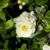 Cognassier Du Japon Yukigoten - Chaenomeles Speciosa -MAO PLANTES Magasin Chaenomeles speciosa Yukigoten 781575 1