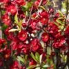 Cognassier Du Japon - Chaenomeles X Superba Hollandia -MAO PLANTES Magasin Chaenomeles x superba Hollandia 100070 1