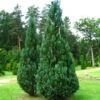 Chamaecyparis Lawsoniana Columnaris - Cyprès De Lawson -MAO PLANTES Magasin Chamaecyparis lawsoniana Columnaris 86035 1
