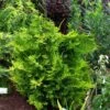 Chamaecyparis Lawsoniana Ivonne - Cyprès De Lawson 1 Chamaecyparis Lawsoniana Ivonne - Cyprès De Lawson -MAO PLANTES Magasin Chamaecyparis lawsoniana Ivonne 1000712 1