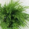 Cyprès De Lawson - Chamaecyparis Lawsoniana Mini Globus 1 Cyprès De Lawson - Chamaecyparis Lawsoniana Mini Globus -MAO PLANTES Magasin Chamaecyparis lawsoniana Mini Globus 621002 1