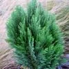 Chamaecyparis Law.Minima Glauca - Faux Cyprès -MAO PLANTES Magasin Chamaecyparis lawsoniana Minima Glauca 80011 1