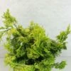 Chamaecyparis Obtusa Aurea - Faux Cyprès Hinoki Du Japon -MAO PLANTES Magasin Chamaecyparis obtusa Aurea 625002 1
