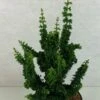 Faux Cyprès Du Japon - Chamaecyparis Obtusa Chirimen 2 Faux Cyprès Du Japon - Chamaecyparis Obtusa Chirimen -MAO PLANTES Magasin Chamaecyparis obtusa Chirimen 627002 1