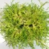 Chamaecyparis Obtusa Kamarachiba - Faux Cyprès Hinoki Du Japon -MAO PLANTES Magasin Chamaecyparis obtusa Kamarachiba 631002 1