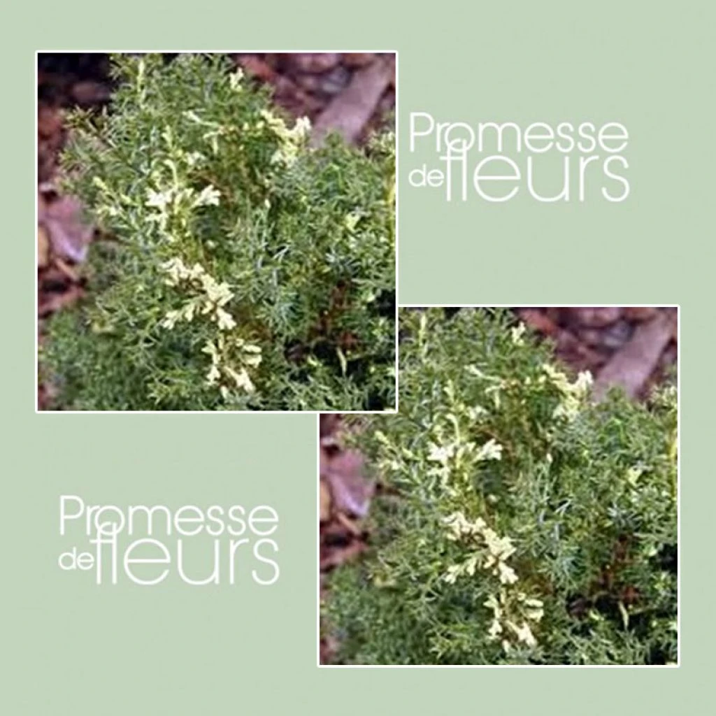 Faux Cyprès Du Japon - Chamaecyparis Obtusa Snowflake 3 Faux Cyprès Du Japon - Chamaecyparis Obtusa Snowflake