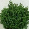 Chamaecyparis Obtusa Wissel - Faux Cyprès Hinoki Du Japon 1 Chamaecyparis Obtusa Wissel - Faux Cyprès Hinoki Du Japon -MAO PLANTES Magasin Chamaecyparis obtusa Wissel 637002 1
