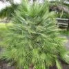 Chamaerops Humilis - Palmier Nain 1 Chamaerops Humilis - Palmier Nain -MAO PLANTES Magasin Chamaerops humilis 832532 1