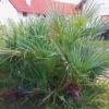 Chamaerops Humilis Cerifera - Palmier Nain Bleuté