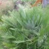 Chamaerops Humilis Compacta - Palmier Nain 2 Chamaerops Humilis Compacta - Palmier Nain -MAO PLANTES Magasin Chamaerops humilis Compacta 83256 1