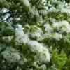 Chionanthus Retusus - Arbre De Neige -MAO PLANTES Magasin Chionanthus retusus 83996 1