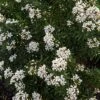 Choisya Ternata Snow Flurries - Oranger Du Mexique -MAO PLANTES Magasin Choisya ternata Snow Flurries 83997 1