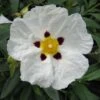 Cistus Alan Fradd - Ciste Pourpre à Fleurs Blanches. -MAO PLANTES Magasin Cistus Alan Fradd 83037 1