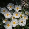 Cistus Corbariensis - Ciste Des Corbières -MAO PLANTES Magasin Cistus corbariensis 83259 1