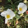 Cistus Corbariensis Rospico - Ciste Des Corbières Panaché. -MAO PLANTES Magasin Cistus corbariensis Rospico 83261 1