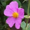 Cistus Creticus - Ciste De Crète 1 Cistus Creticus - Ciste De Crète -MAO PLANTES Magasin Cistus creticus 781978 1