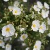 Cistus Monspeliensis - Ciste De Montpellier -MAO PLANTES Magasin Cistus monspeliensis 7527 1