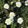 Ciste Obtusifolius - Cistus Obtusifolius -MAO PLANTES Magasin Cistus obtusifolius copyright 1000781 1