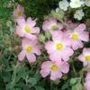 Ciste Silver Pink - Cistus Argenteus 1 Ciste Silver Pink - Cistus Argenteus -MAO PLANTES Magasin Cistus silver pink 87806 1