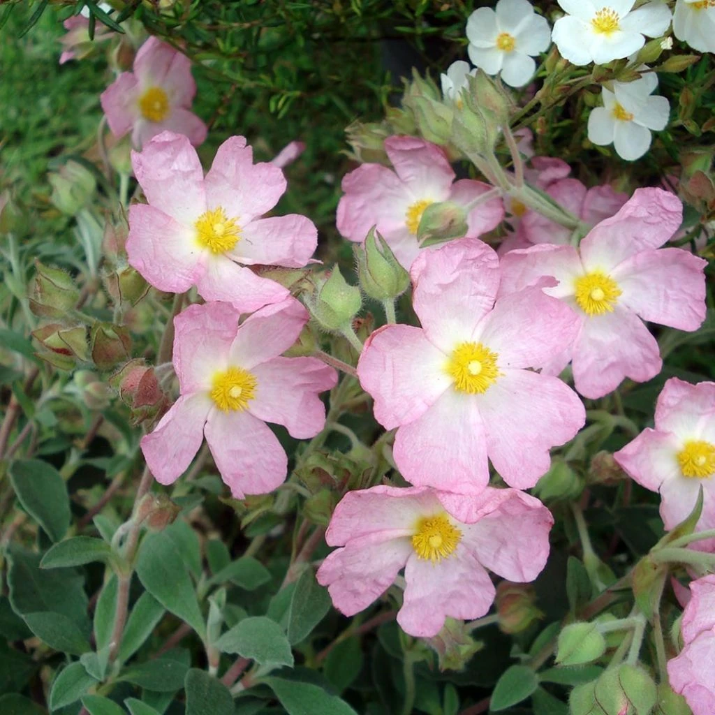 Ciste Silver Pink - Cistus Argenteus 3 Ciste Silver Pink - Cistus Argenteus
