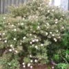 Cistus Skanbergii - Ciste -MAO PLANTES Magasin Cistus skanbergii 83262 1