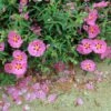 Cistus Purpureus Betty Taudevin - Ciste Pourpre -MAO PLANTES Magasin Cistus x purpureus Betty Taudevin 100248 1