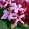 Clerodendrum Bungei - Clérodendron De Bunge -MAO PLANTES Magasin Clerodendron Bungei 7532 1