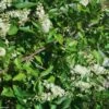 Clethra Alnifolia -MAO PLANTES Magasin Clethra alnifolia 781577 1