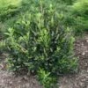 Clethra Alnifolia Sixteen Candles -MAO PLANTES Magasin Clethra alnifolia Sixteen Candles 1004532 1