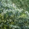 Clethra Barbinervis -MAO PLANTES Magasin Clethra barbinervis2 ld Clivid 781579 1