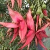 Clianthus Puniceus Flamingo - Pince De Homard -MAO PLANTES Magasin Clianthus puniceus Flamingo 85289 1