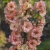 Cognassier Du Japon Cameo - Chaenomeles Superba -MAO PLANTES Magasin Cognassier superba cameo 9565 1