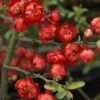 Cognassier Du Japon Red Joy - Chaenomeles Superba 1 Cognassier Du Japon Red Joy - Chaenomeles Superba -MAO PLANTES Magasin Cognassier superba red joy 9566 1