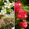 Collection Weigelas Nains -MAO PLANTES Magasin Collection Weigelas nains blanc rose et rouge copyright plantipp 19392 1