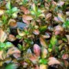 Coprosma Evening Glow -MAO PLANTES Magasin Coprosma Evening Glow 83276 1